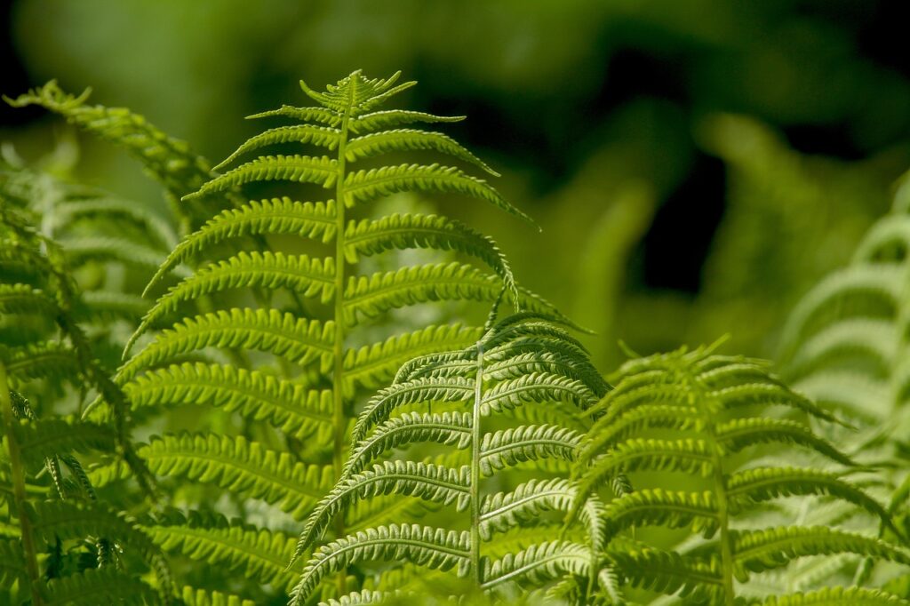 ferns ferns, leaf, plant, nature, ornamental leaf plant, green, ferns, ferns, ferns, ferns, ferns, leaf, leaf, plant, plant, plant